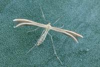 Merrifieldia leucodactyla