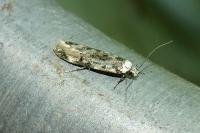 Endrosis sarcitrella