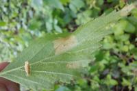 Coleophora serratella