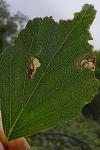 Eriocrania salopiella