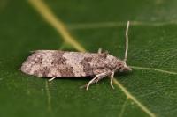 Cnephasia incertana