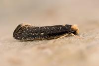 Monopis imella