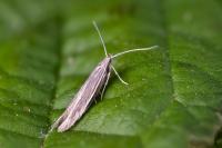 Coleophora lassella