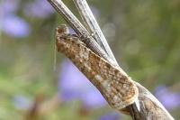 Isotrias