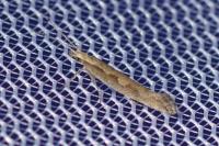 Plutella xylostella