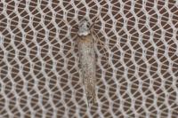 Pseudoswammerdamia combinella