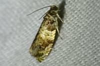 Celypha aurofasciana