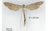 Agdistis bennetii