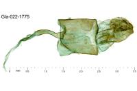 Agdistis bennetii