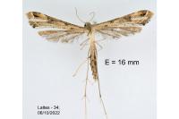 Stenoptilodes taprobanes