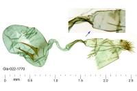 Stenoptilodes taprobanes