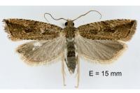 Bactra lancealana