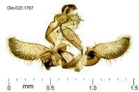 Bactra lancealana