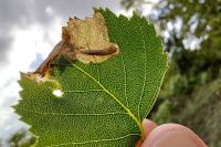 Eriocrania sangii