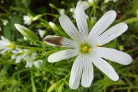 Coleophora lutarea