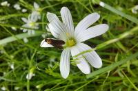 Cauchas rufimitrella