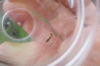 Phyllonorycter trifasciella