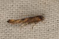 Coccidiphila