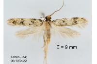 Apatema mediopallidum