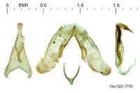 Apatema mediopallidum