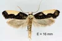 Monopis monachella