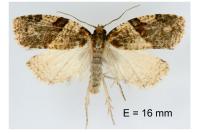 Clepsis spectrana