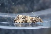 Celypha rurestrana