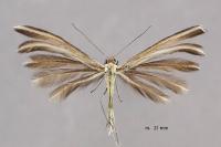 Merrifieldia tridactyla
