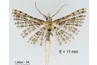 Alucita palodactyla