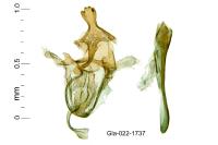 Alucita palodactyla