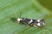 Elachista stabilella