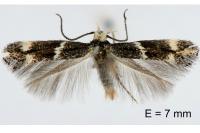 Elachista stabilella