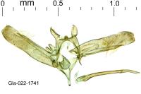 Elachista stabilella