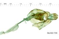 Agdistis neglecta