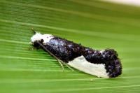 Monopis monachella