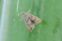 Dichrorampha