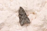 Cnephasia