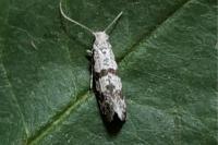 Scythropia crataegella