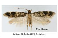 Apatema mediopallidum