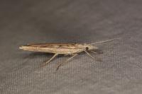 Ypsolopha mucronella