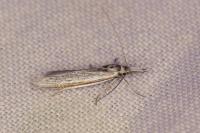 Pleurota ericella