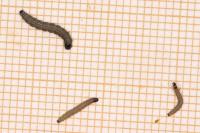 Depressaria daucella