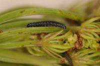 Depressaria daucella