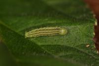 Agonopterix heracliana