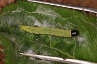 Agonopterix ciliella