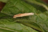 Coleophora follicularis