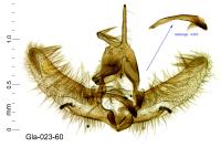 Cnephasia incertana