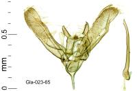 Elachista stabilella