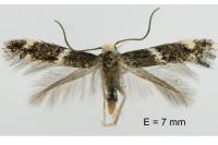 Elachista stabilella