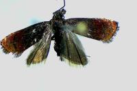 Pammene rhediella